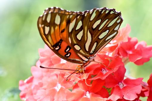 Butterflies and Flowers - Free Stock Photo