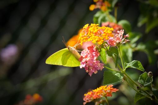 Butterflies and Flowers - Free Stock Photo