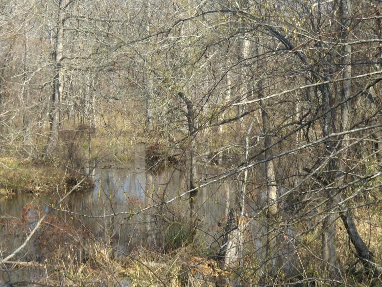 Free stock image of Country swamp created by Stephen Rayburn