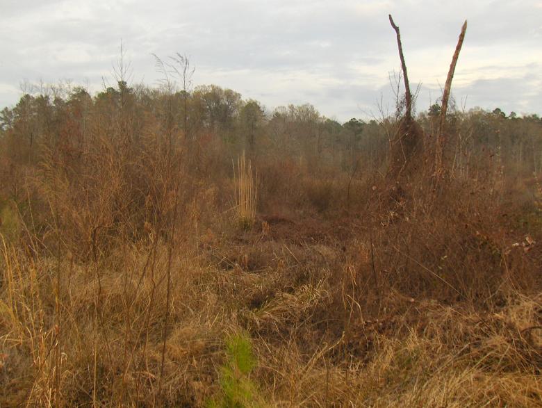 Free stock image of Swampland created by Stephen Rayburn