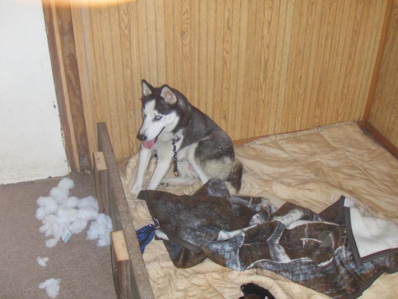 Free stock image of Husky with puppies created by Stephen Rayburn