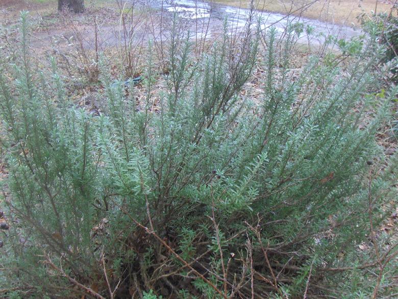 Free stock image of Frozen rosemary created by Stephen Rayburn