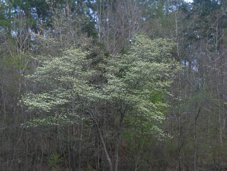 Blooming dogwood - Free Stock Photo