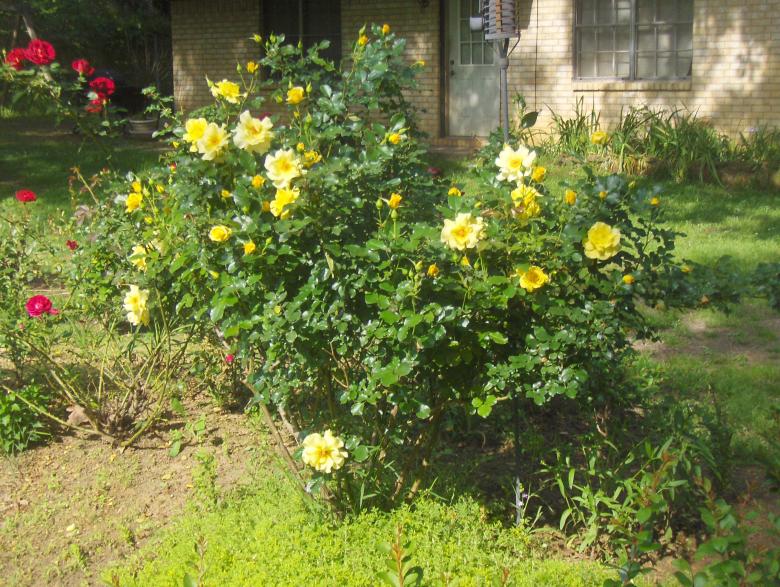 Free stock image of Yellow roses created by Stephen Rayburn