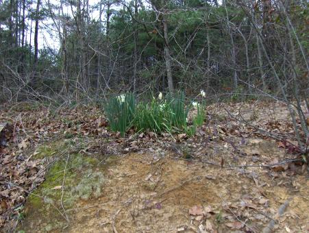 Flowers in early spring - Free Stock Photo