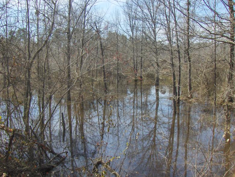 Free stock image of Swamp created by Stephen Rayburn
