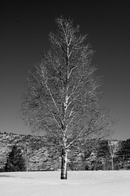 Free stock image of Winter Tree created by James Stewart