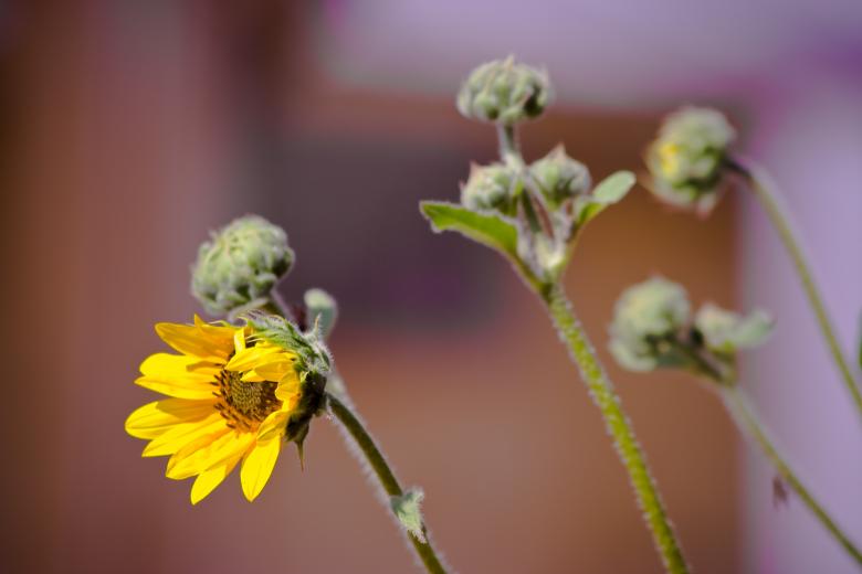 Free stock image of Yellow Sunflower created by James Stewart