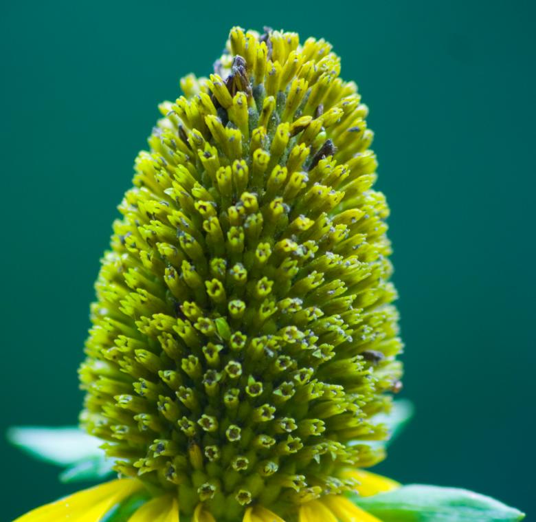 Free stock image of Green Flower Cone created by James Stewart