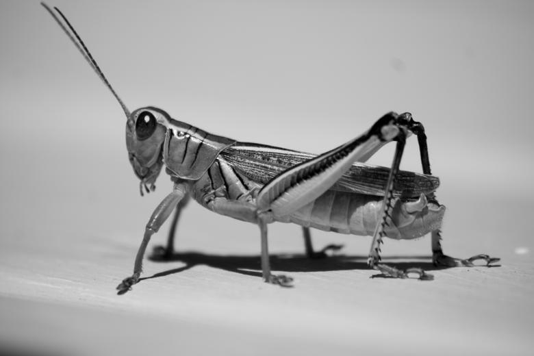 Free stock image of Grasshopper created by James Stewart
