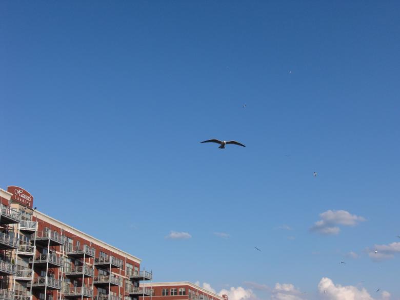 Free stock image of Bird in Flight created by Brian