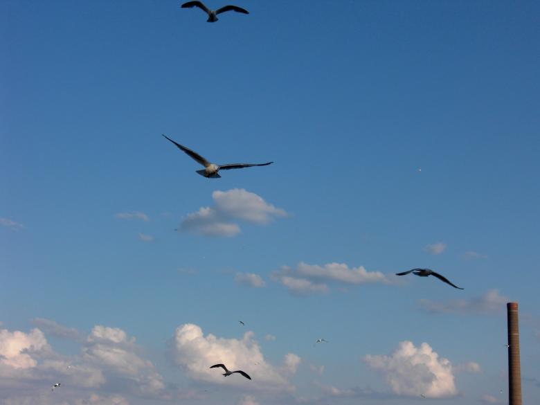 Free stock image of Bird Flight created by Brian