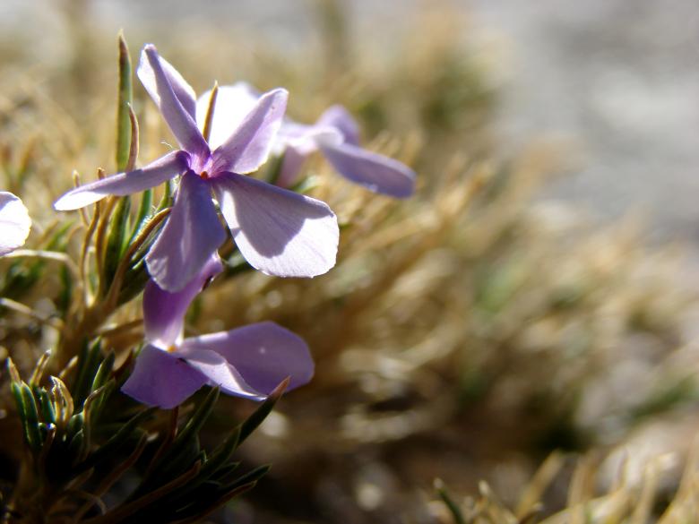 Free stock image of Mountain Flower created by Stefan Giuliani
