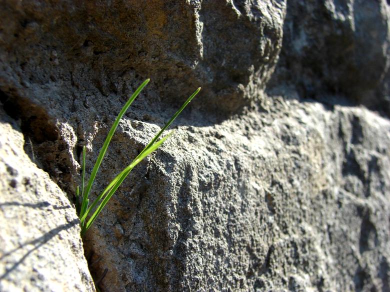 Free stock image of Grass between Rocks created by Stefan Giuliani