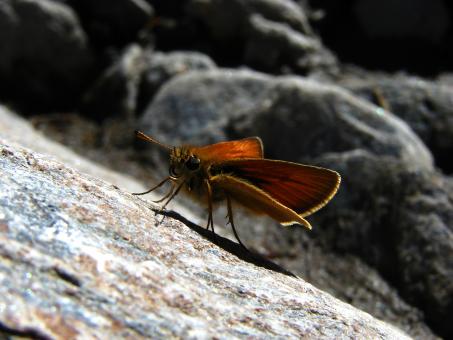 Free Stock Photo of Brown Butterfly