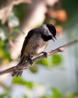 Birds - Free Stock Photo