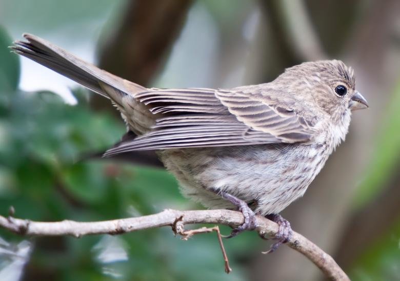 Free stock image of Birds created by Marianne Venegoni