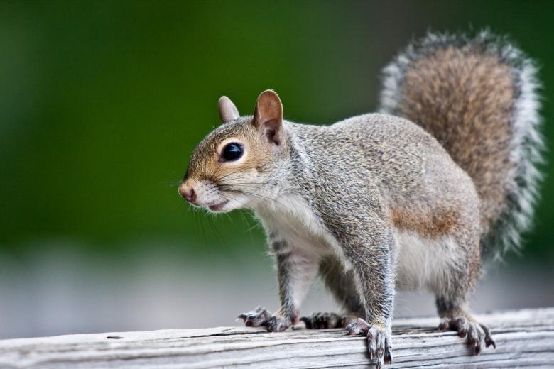 Free stock image of Squirrel created by Marianne Venegoni