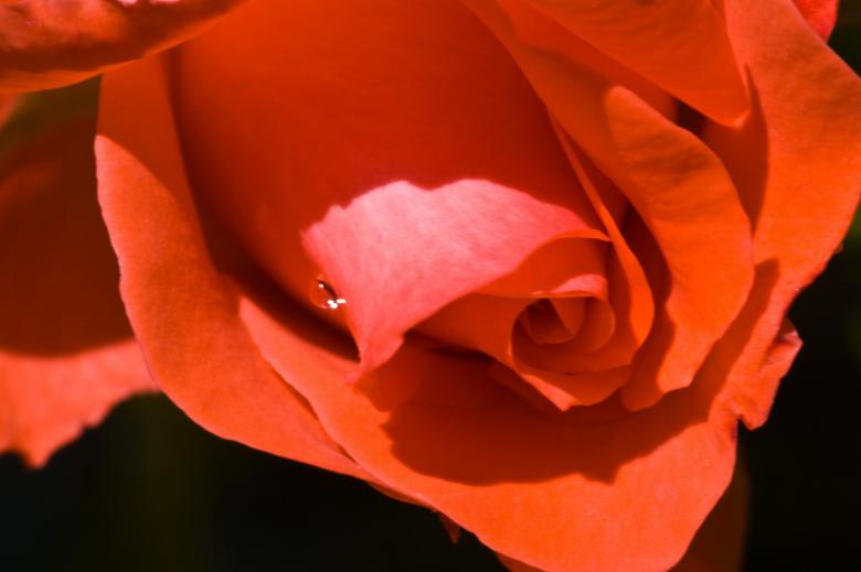 Free stock image of Flowers in the Garden created by Marianne Venegoni