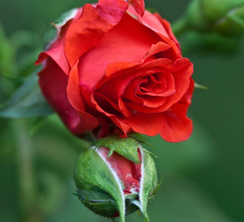 Free stock image of Flowers in the Garden created by Marianne Venegoni