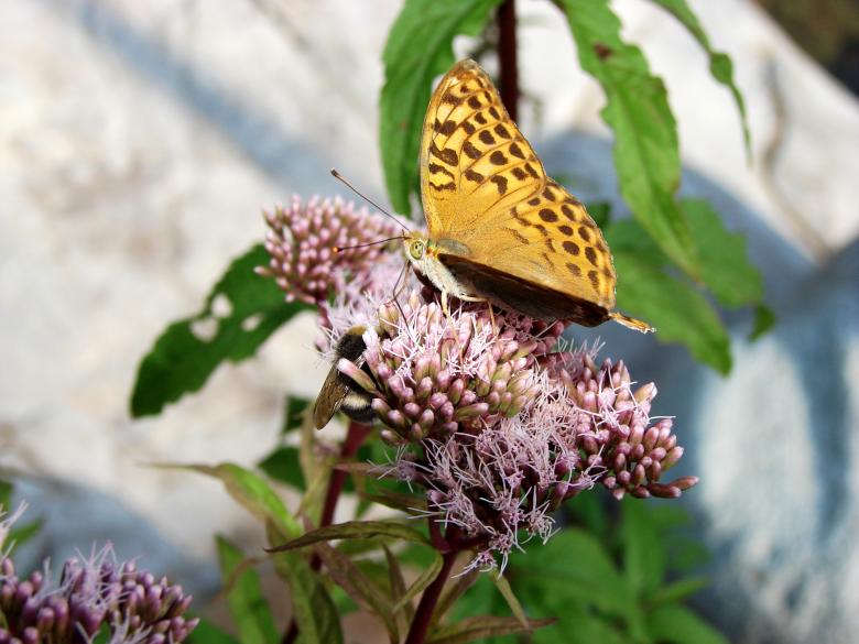 Free stock image of Butterfly created by Stefan Giuliani