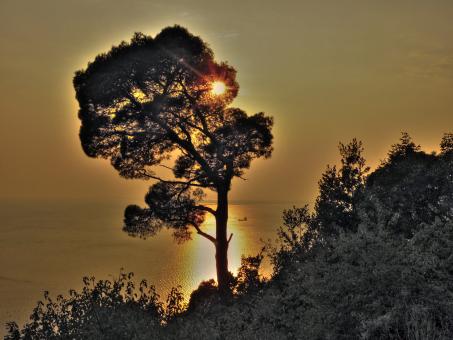 Behind the trees
