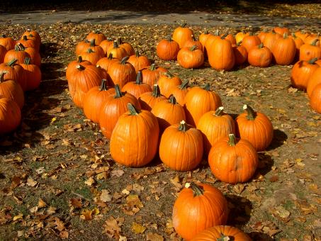 Free Stock Photo of Pumpkins