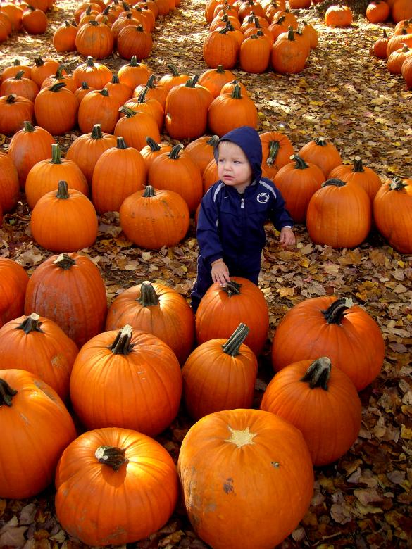 Free stock image of Little Boy in a Pumpkin Patch created by Brian