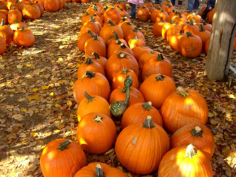 Free stock image of Fall! created by Brian