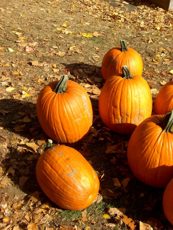 Free stock image of Individual Pumpkins created by Brian