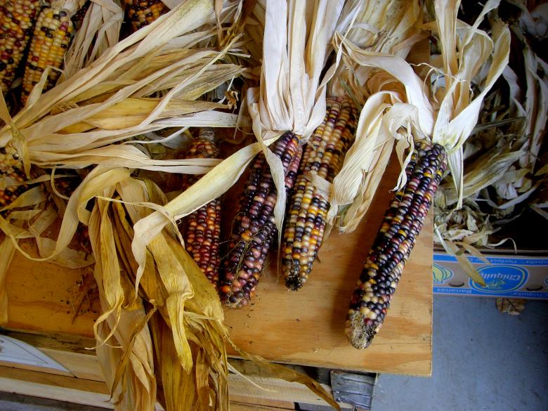 Free stock image of Dried Corn created by Brian