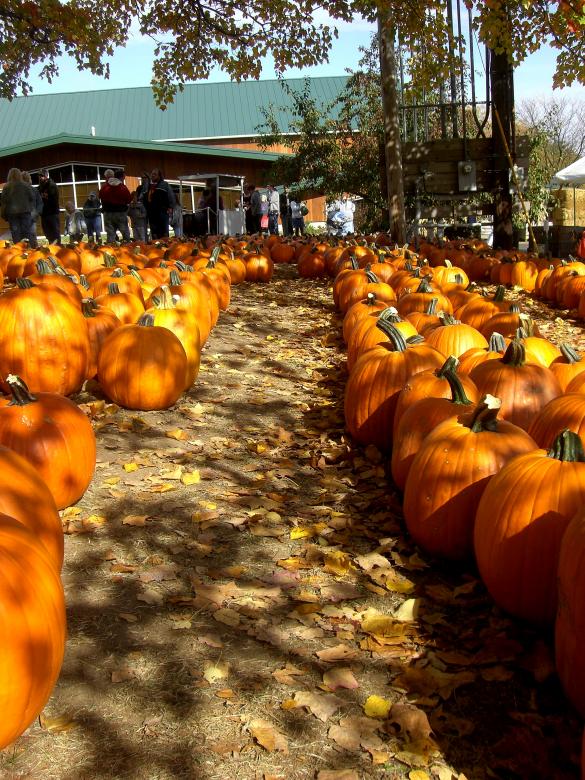 Free stock image of Pumpkin Patch Row created by Brian