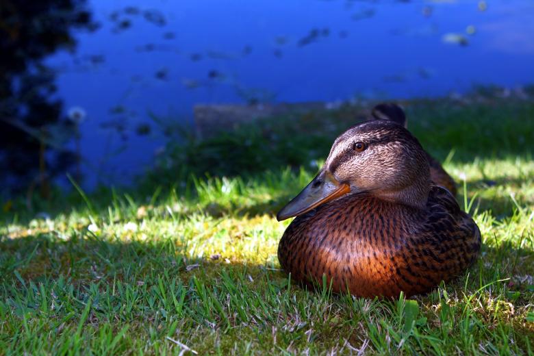 Free stock image of Mallard at rest created by paul clifton