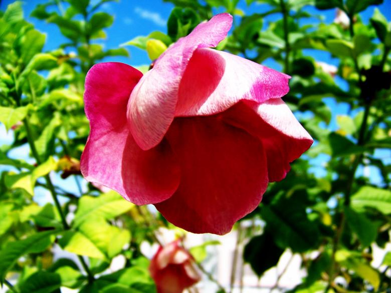 Free stock image of Red Flower Close-up created by homero chapa