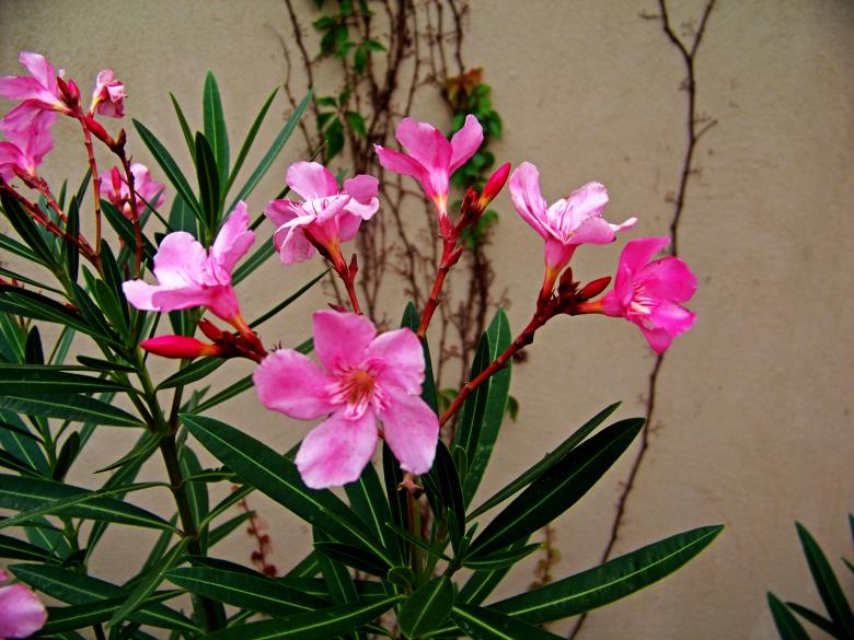 Free stock image of Pink Flowers created by homero chapa