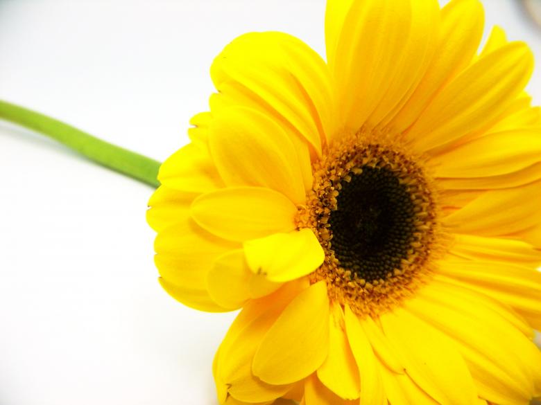 Free stock image of Yellow sunflower created by homero chapa