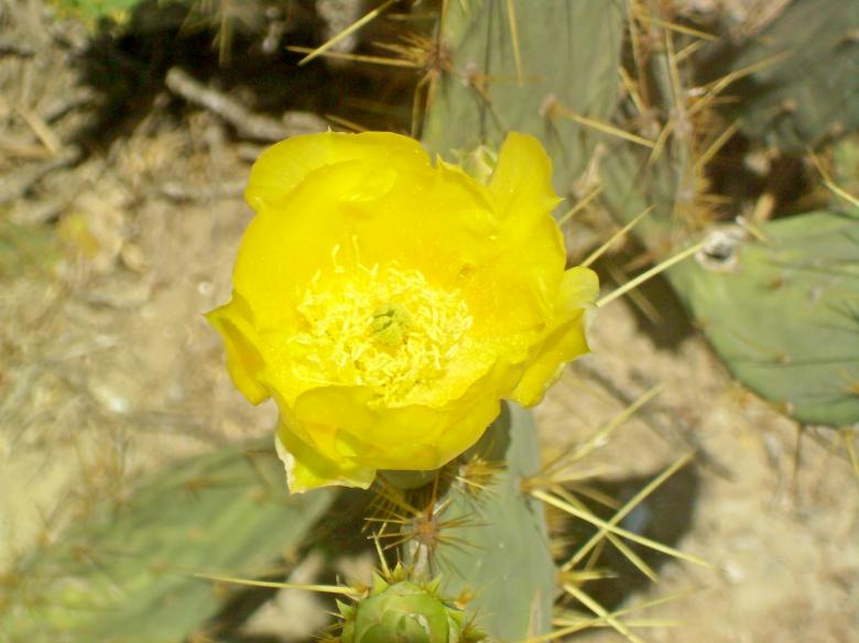 Free stock image of Yellow flower created by homero chapa