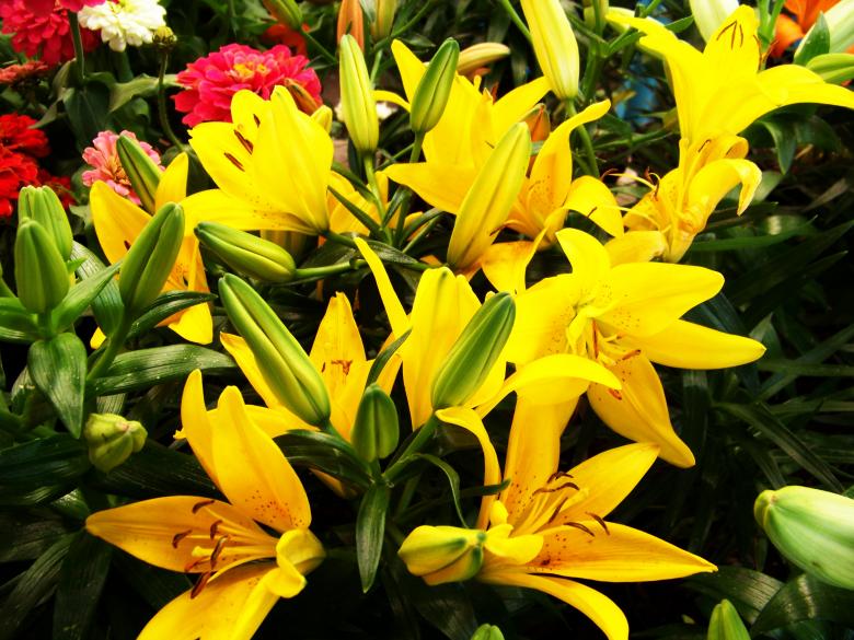 Free stock image of Yellow flowers created by homero chapa