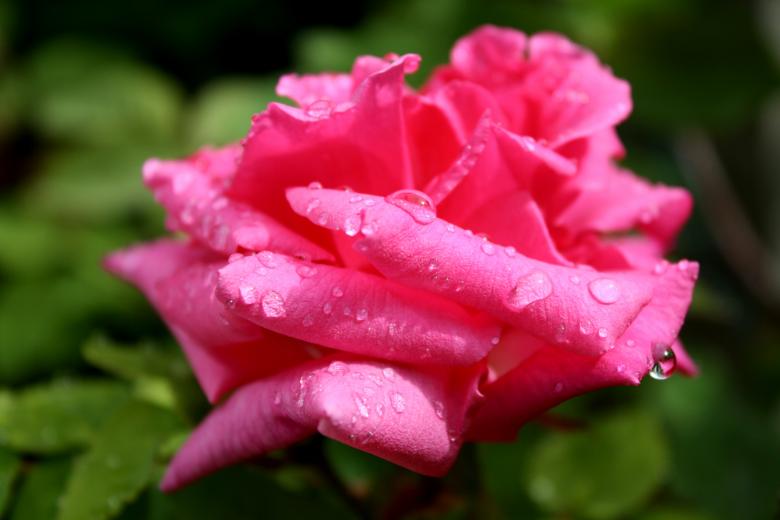 Free stock image of After the rain created by paul clifton