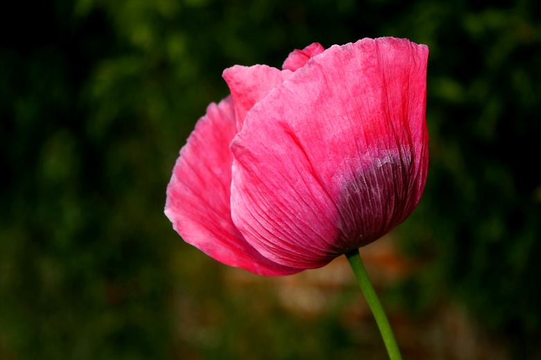 Free stock image of Opium poppy created by paul clifton