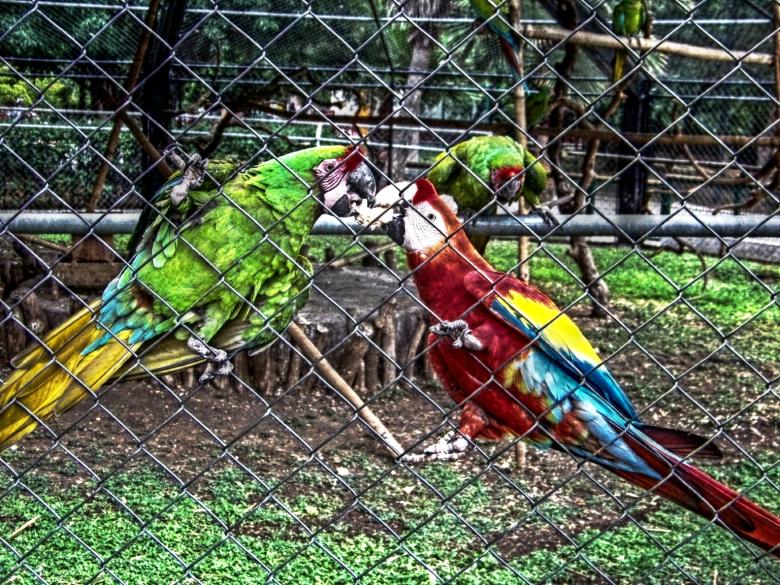 Free stock image of Zoo parrots created by homero chapa