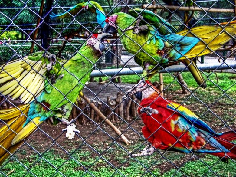 Free stock image of Zoo parrots created by homero chapa
