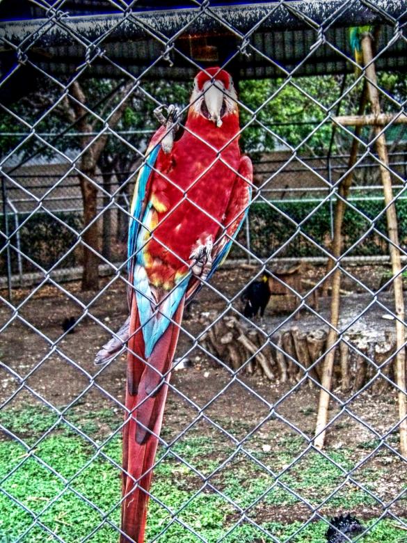 Free stock image of Zoo parrot created by homero chapa