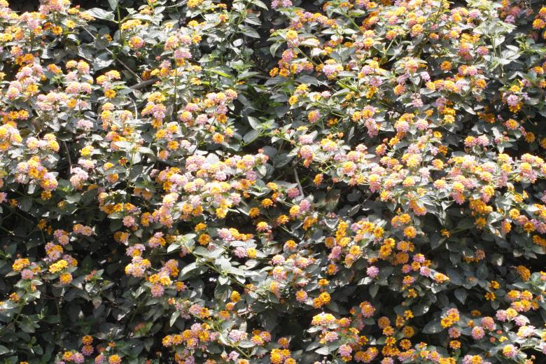Free stock image of Flower bed created by Armando Cavero