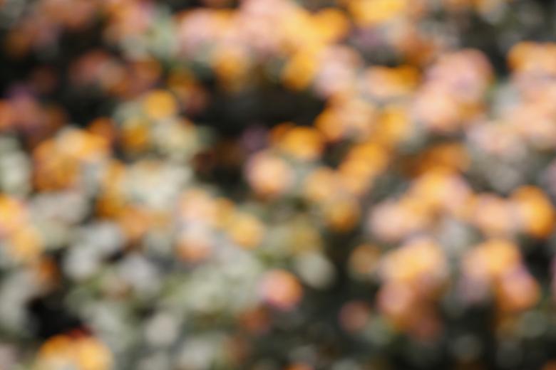 Free stock image of Blurry flower bed created by Armando Cavero