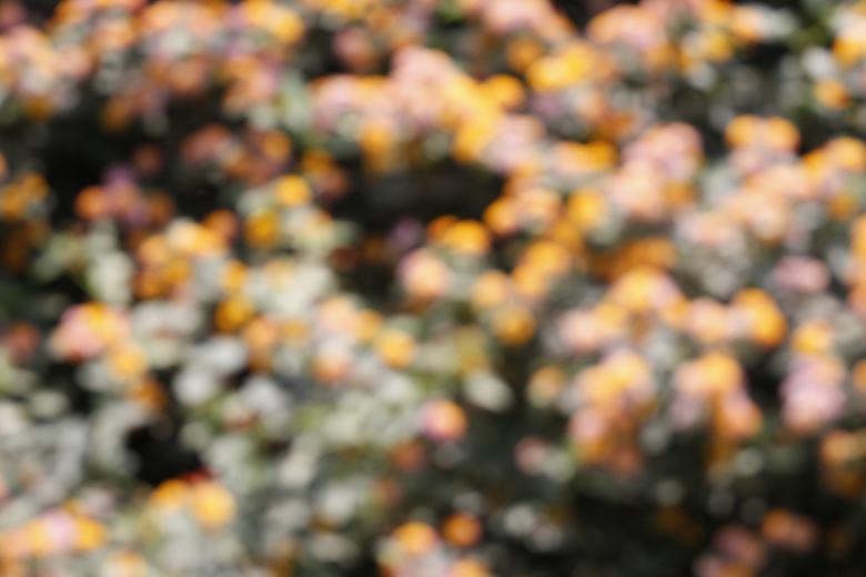 Free stock image of Out of focus flowers created by Armando Cavero