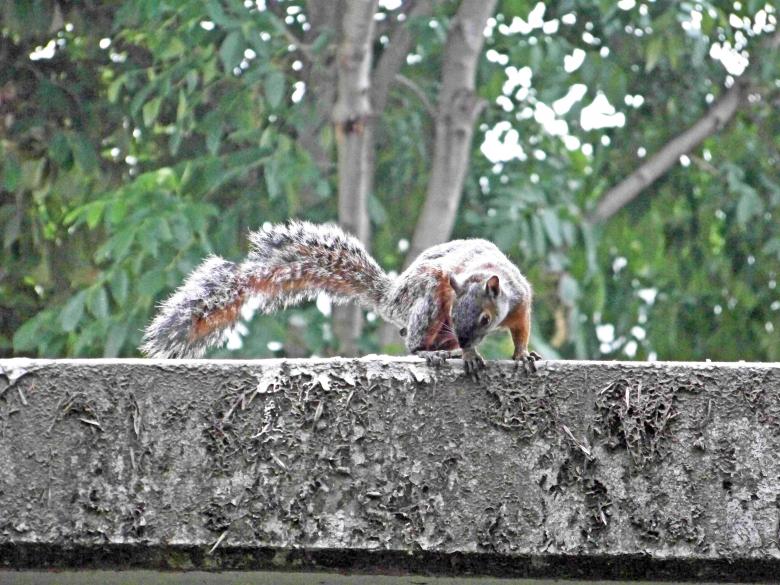 Free stock image of Squirrel created by homero chapa