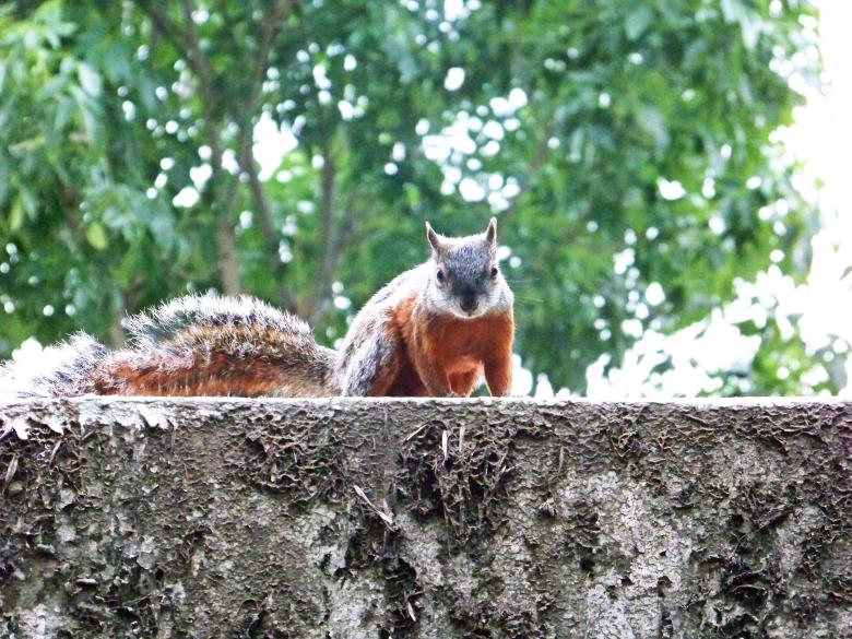 Free stock image of Squirrel created by homero chapa