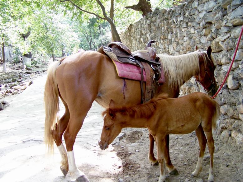 Free stock image of Horses created by homero chapa