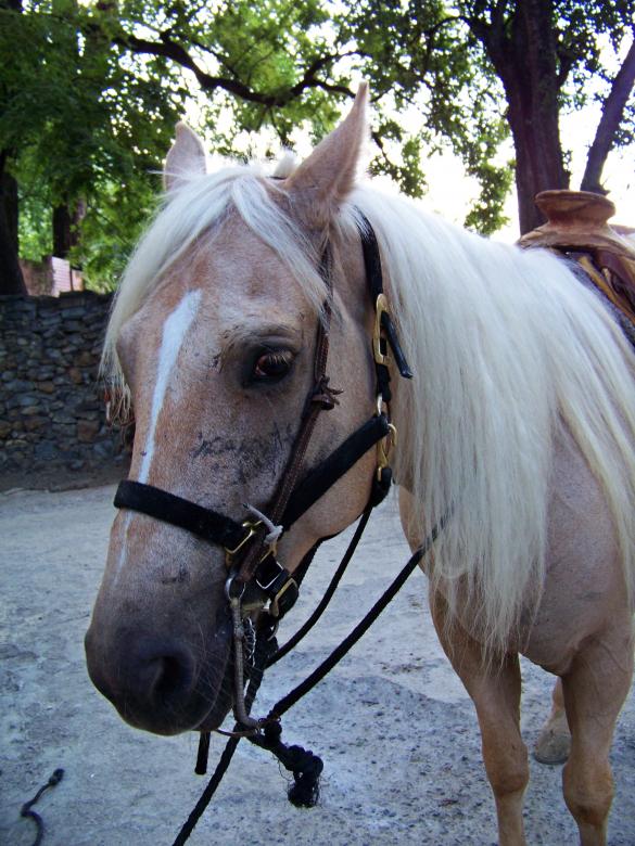 Free stock image of Horse created by homero chapa